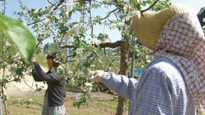米崎町りんご農家の記録